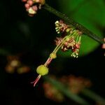 Phyllanthus baladensis Natur