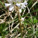 Polygala serpyllifolia Flor