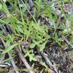 Hornungia procumbens Habitus