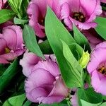 Eustoma russellianum Blomst