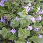 Glechoma hederacea ഇല