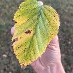 Betula papyriferaLeaf