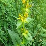 Gentiana lutea Habitus