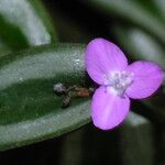 Tradescantia zebrina Flower