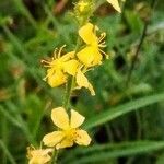 Agrimonia eupatoria Kukka