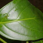 Salacia cordata Leaf