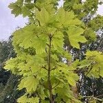 Acer saccharumFeuille