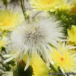 Malacothrix glabrata Flower