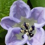 Nicandra physalodes Květ