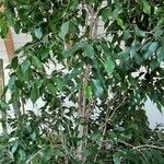 Ficus benjamina पत्ता