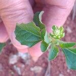 Acanthospermum australe Leaf