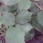 Rubus camptostachys 葉