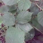 Rubus camptostachys Folha