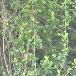Secamone alpini Leaf