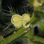 Pectocarya setosa Fruit