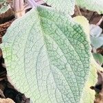 Coleus argentatus পাতা