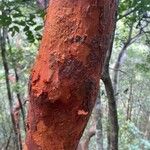 Aglaia elaeagnoidea Rhisgl