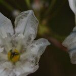 Triteleia hyacinthina 花