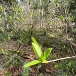 Oemleria cerasiformis Leaf