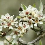 Pyrus salicifolia Flor