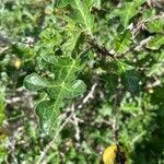 Solanum linnaeanumBlatt