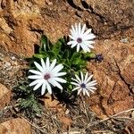 Osteospermum fruticosumफूल