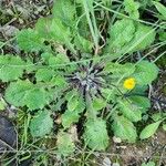 Leontodon tuberosus Hábito