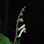 Scutellaria grossa Hábito