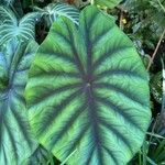 Alocasia clypeolata Leaf