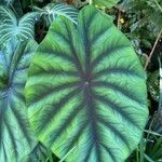 Alocasia clypeolata Hoja