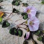 Calystegia soldanella Blomma