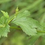 Ranunculus parviflorus Leaf