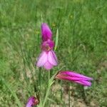 Gladiolus italicus Kvet