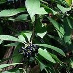 Ardisia humilis Плод