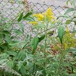 Solidago juncea ফুল