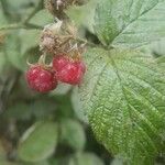 Rubus albiflorus