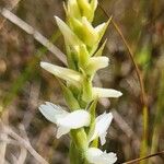 Spiranthes cernua Flower