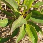 Myoporum laetum葉