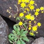 Aichryson divaricatum Flor