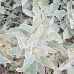 Phlomis purpurea Leaf