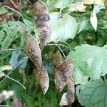 Lunaria rediviva Fruit