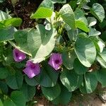 Ipomoea asarifolia Leaf