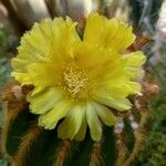 Parodia magnifica Кветка