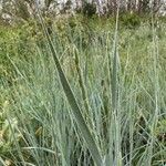Elytrigia x laxa Fula
