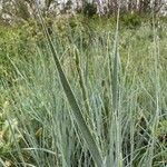 Elymus pungens Blüte