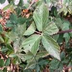 Rubus bertramii Blad