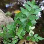 Adiantum latifolium Лист