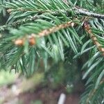 Picea rubens পাতা