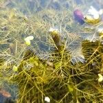 Utricularia vulgaris Leaf