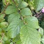 Rosa × damascena Leaf